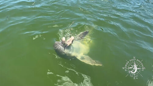 Playful bottlenose dolphin swimming upside down beneath the surface in Gasparilla Sound, Southwest Florida.