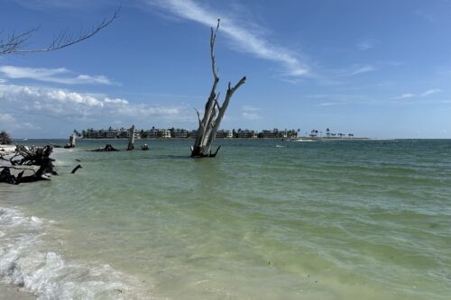 Weathered driftwood along the beach at Redfish Pass with Captiva Island across the water during a sunny day in Southwest Florida.