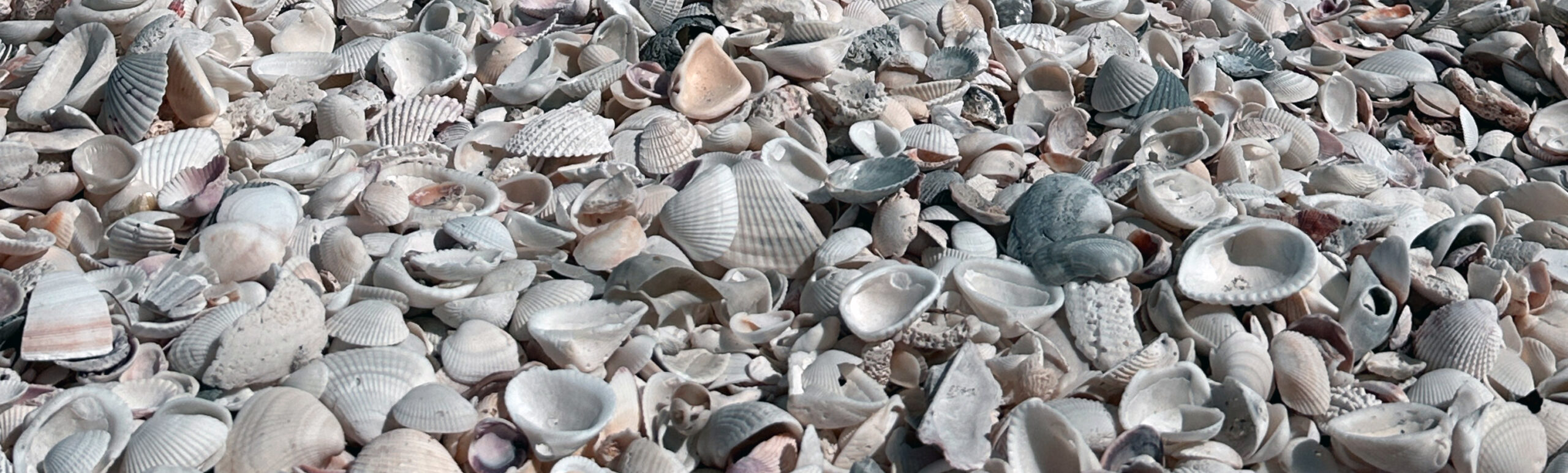 Close-up of hundreds of seashells covering Shell Beach at Stump Pass in Englewood, Florida, a popular destination for private shelling tours with Florida Gulf Discovery LLC.