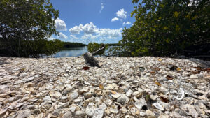 Close-up view of thousands of shells covering the shoreline at Calusa Island in Southwest Florida.