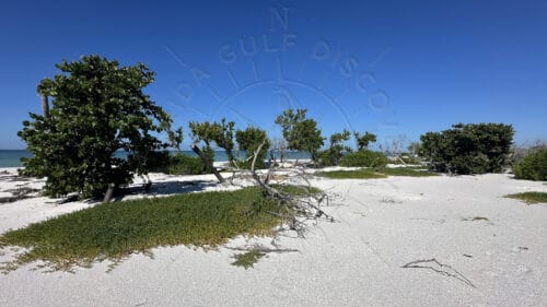 Natural shell-covered beach with native coastal vegetation on South Cayo Costa Island in Southwest Florida.