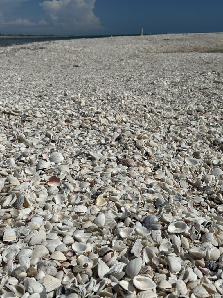 Thousands of seashells cover Shell Beach at Stump Pass in Englewood, Florida, creating one of Southwest Florida's best shelling destinations.