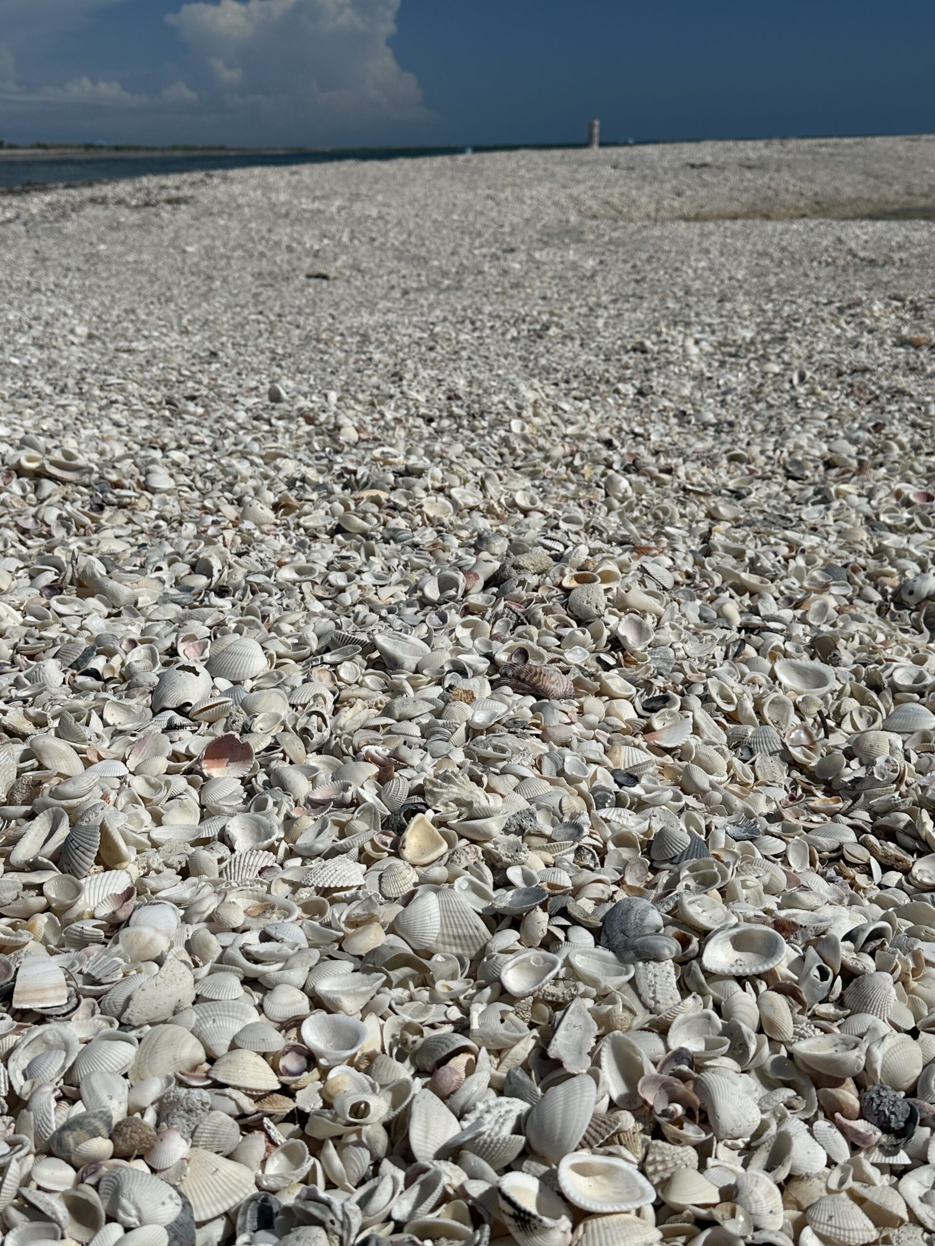 Thousands of seashells covering Shell Beach at Stump Pass near Englewood in Southwest Florida