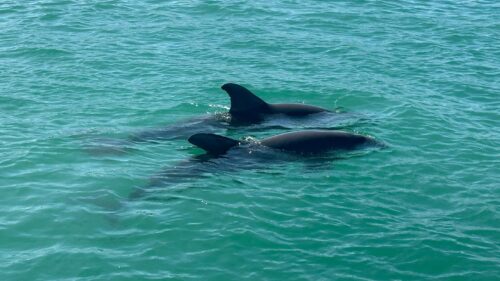 Two wild bottlenose dolphins swimming together near Boca Grande Pass in Southwest Florida.