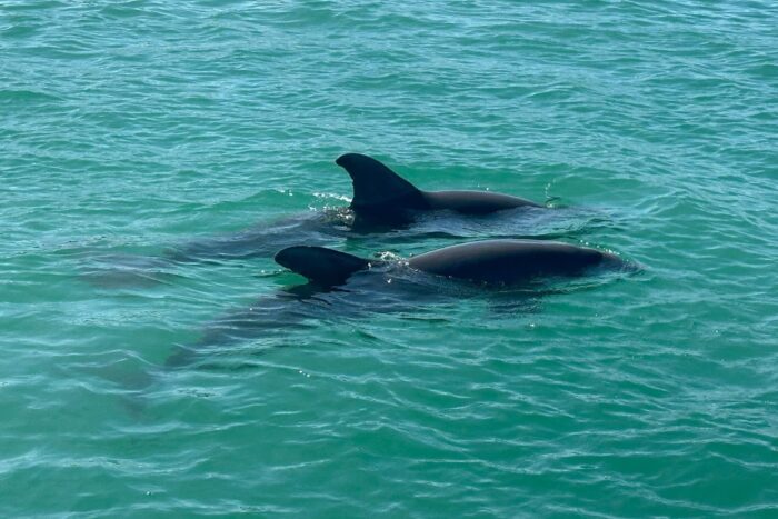 Two wild bottlenose dolphins swimming together near Boca Grande Pass in Southwest Florida.