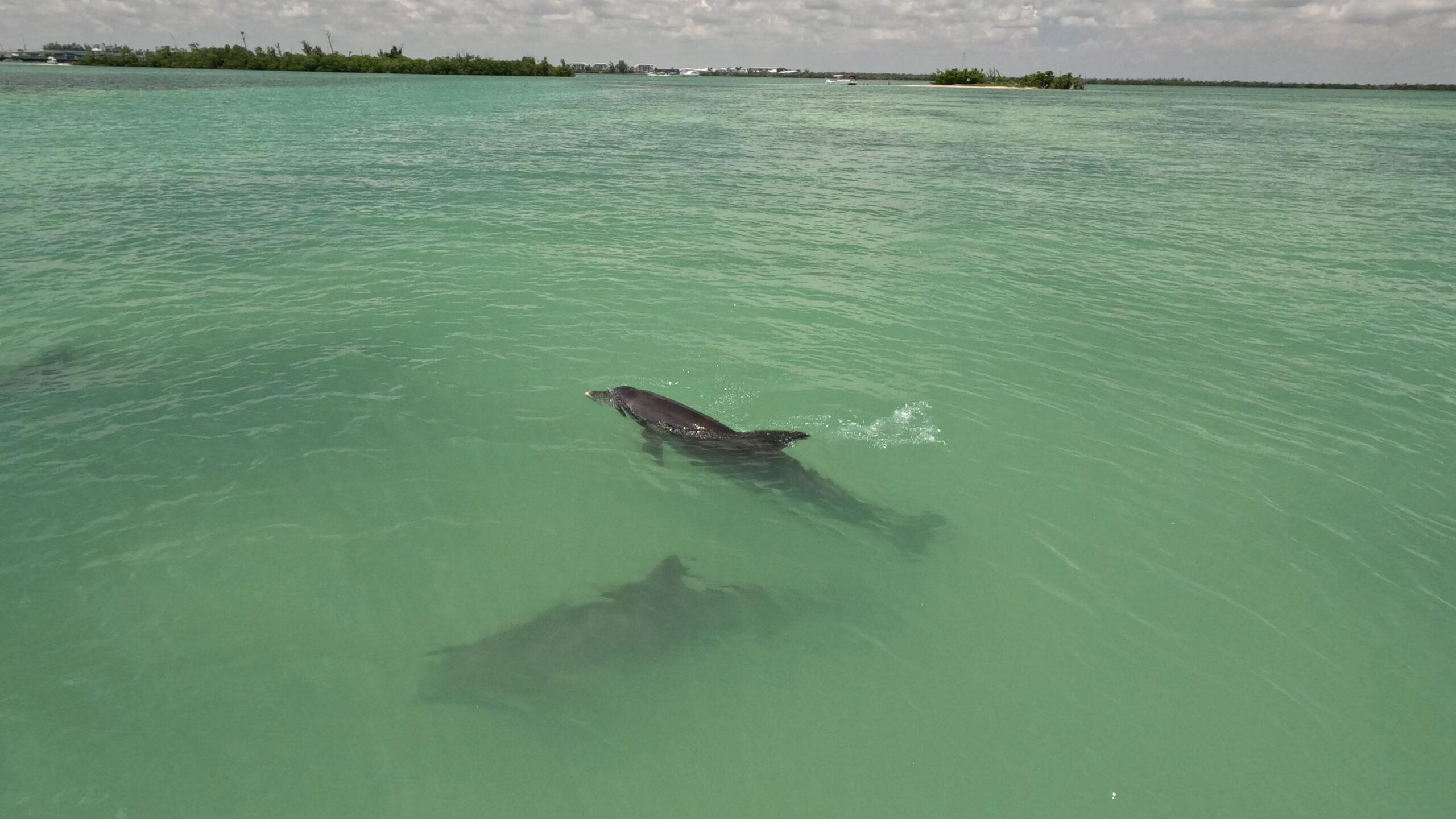 Two wild bottlenose dolphins swimming in the clear waters of Gasparilla Sound in Southwest Florida.