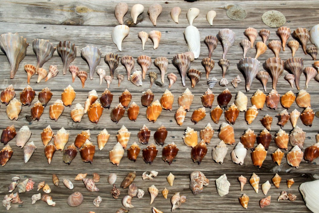Private Shelling Tours in Southwest Florida with Captain Pavel
