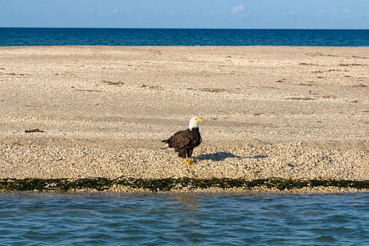 Bald Eagle perched near Stump Pass Beach State Park on Manasota Key, Southwest Florida