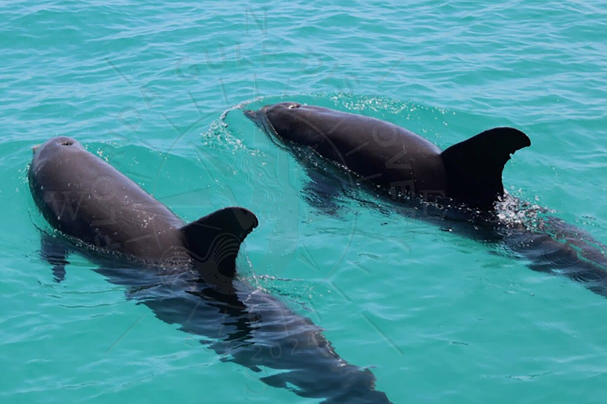 Pair of bottlenose dolphins swimming near Stump Pass on Manasota Key, Southwest Florida