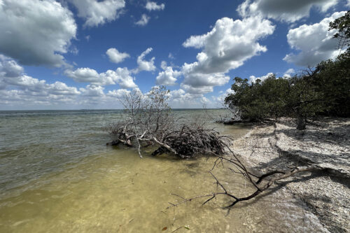 Shell-covered shoreline and mangroves at Calusa Island in Pine Island Sound, Southwest Florida.