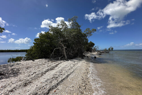 Shell-covered point with mangroves along the shoreline of Calusa Island in Pine Island Sound, Southwest Florida.