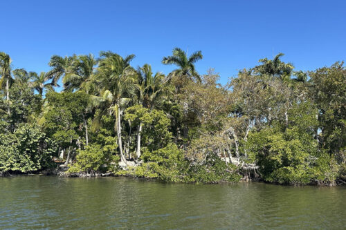 Lush tropical vegetation and mangrove shoreline on Calusa Island in Bokeelia, Pine Island, Florida.