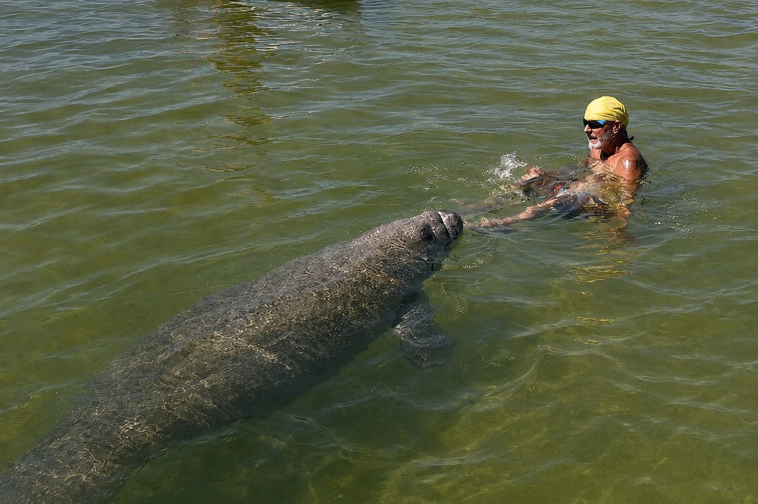 Captain Pavel swimming with a manatee in the clear waters of Pine Island Sound near Bokeelia, Florida