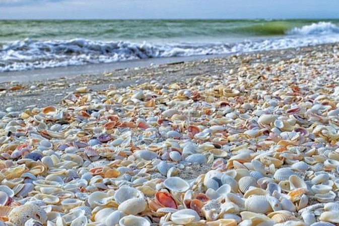 Shell-covered beach on Captiva Island, Southwest Florida