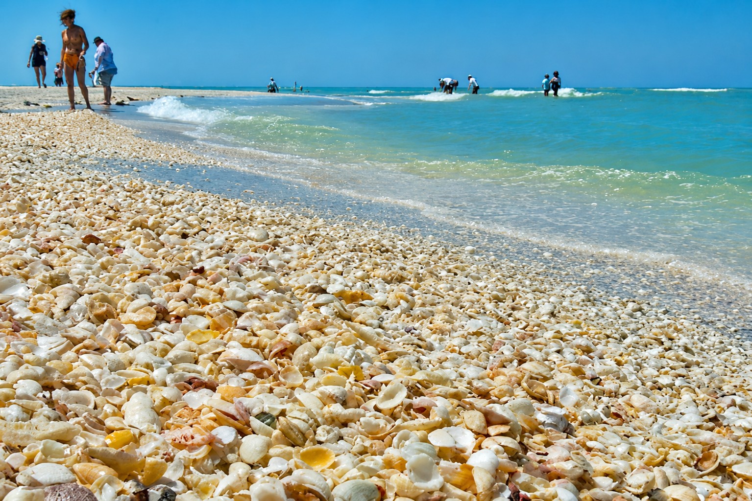 Colorful seashells collected on Captiva Island during a private shelling tour in Southwest Florida