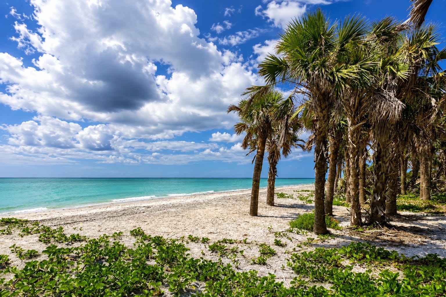 Native cabbage palms along the Gulf shoreline at Caspersen Beach, Southwest Florida