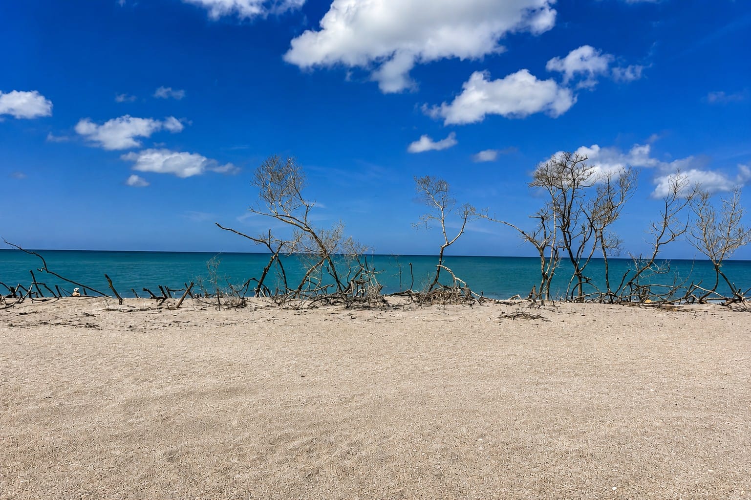 Driftwood along the natural Gulf shoreline at Caspersen Beach, Florida