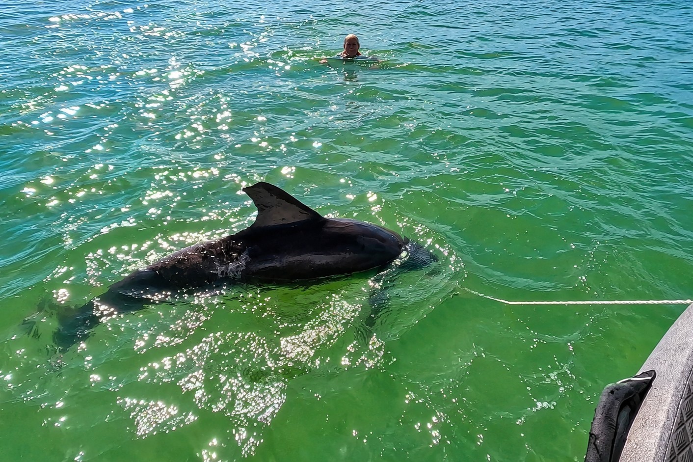 Wild bottlenose dolphin swimming near guests at Boca Grande Sandbar in Gasparilla Sound, Southwest Florida