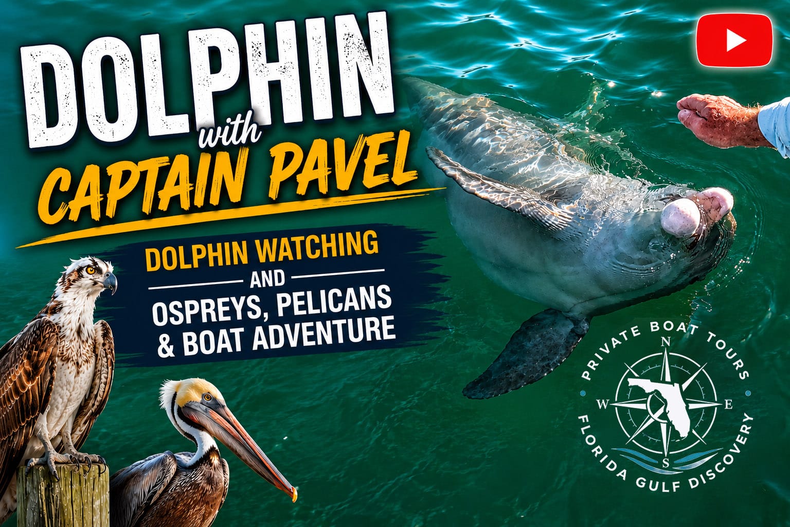 Wild bottlenose dolphin swimming beside Captain Pavel's boat with ospreys and pelicans along the Southwest Florida Gulf Coast.
