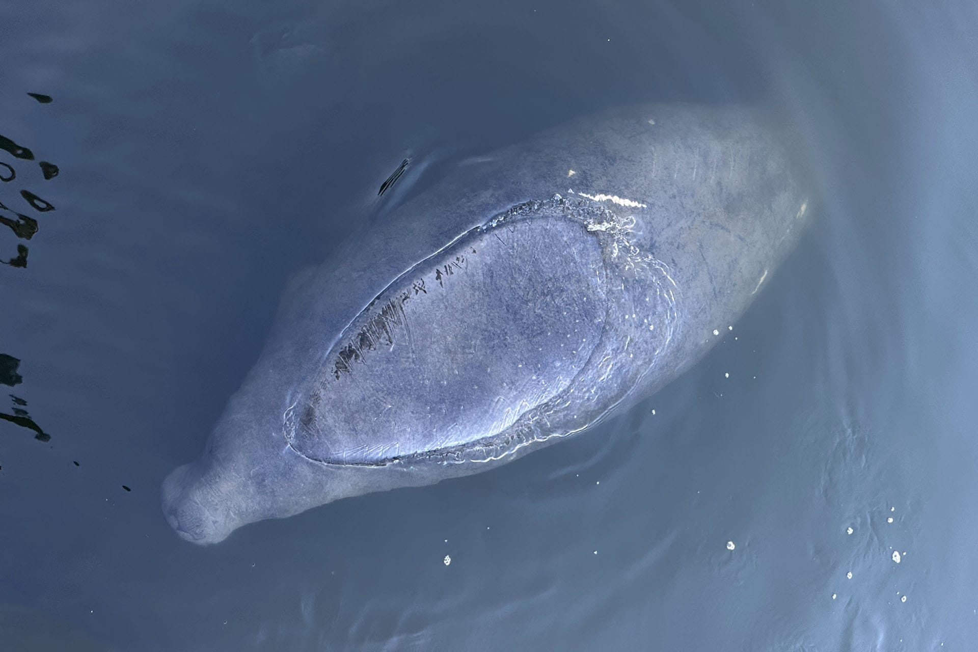 Florida manatee swimming in Caspersen Cove on Lemon Bay, Southwest Florida
