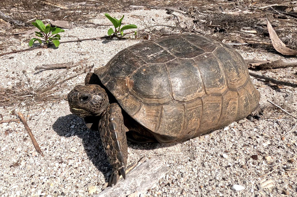 Gopher tortoise crossing the dunes at Caspersen Beach, Florida
