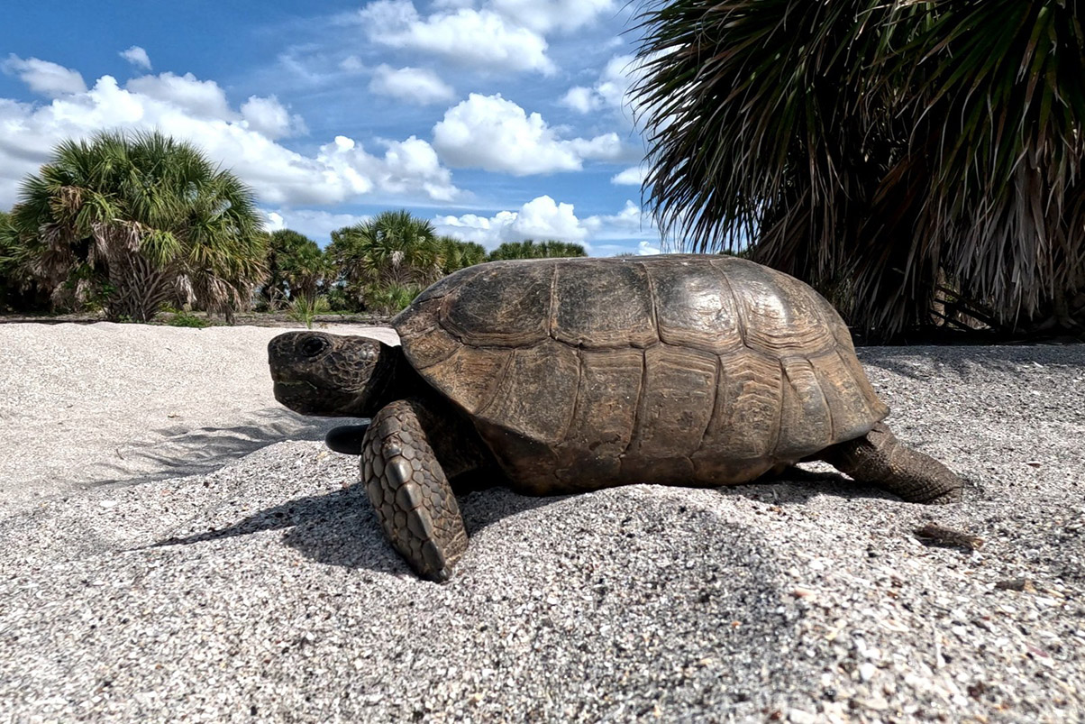 Gopher tortoise at Caspersen Beach near Venice, Florida