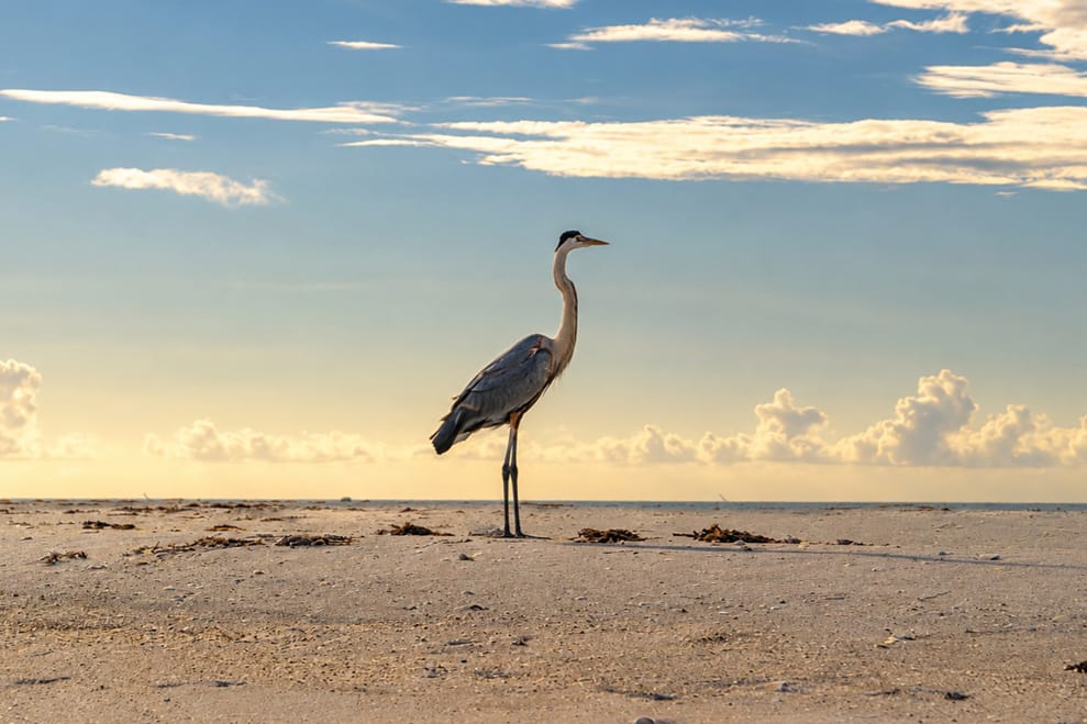 Great Blue Heron at sunrise near Stump Pass, Southwest Florida