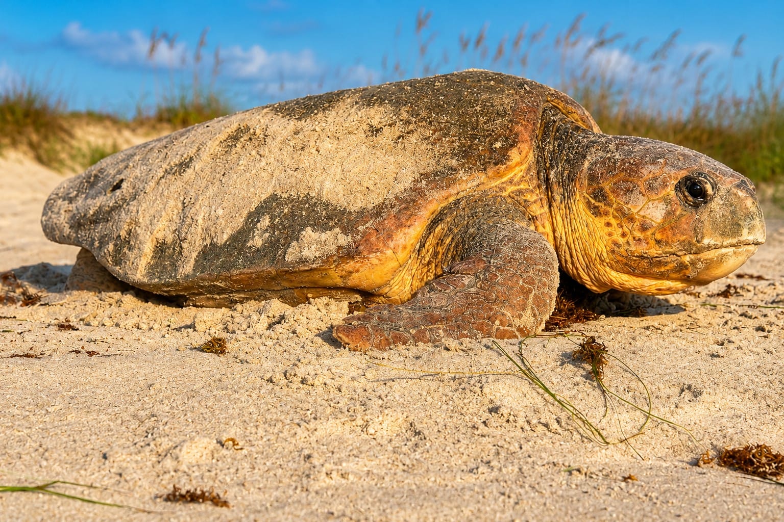 Loggerhead sea turtle nesting at Blind Pass Beach on Manasota Key, Florida