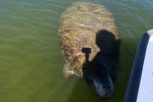A Florida manatee swimming beside Captain Pavel's boat near Mondongo Island in Bokeelia, Florida.