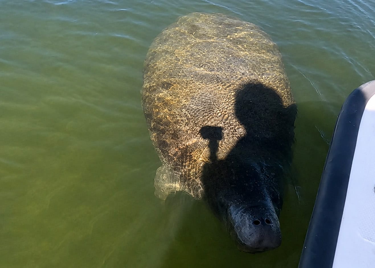 Florida manatee near Mondongo Island in Pine Island Sound, Bokeelia, Southwest Florida