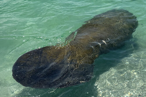 Close-up view of a Florida manatee swimming in the clear waters near Bokeelia on Pine Island, Southwest Florida.