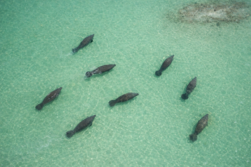 Drone view of a herd of manatees swimming in the crystal-clear shallow waters near Bokeelia Sandbar in Pine Island Sound, Florida.