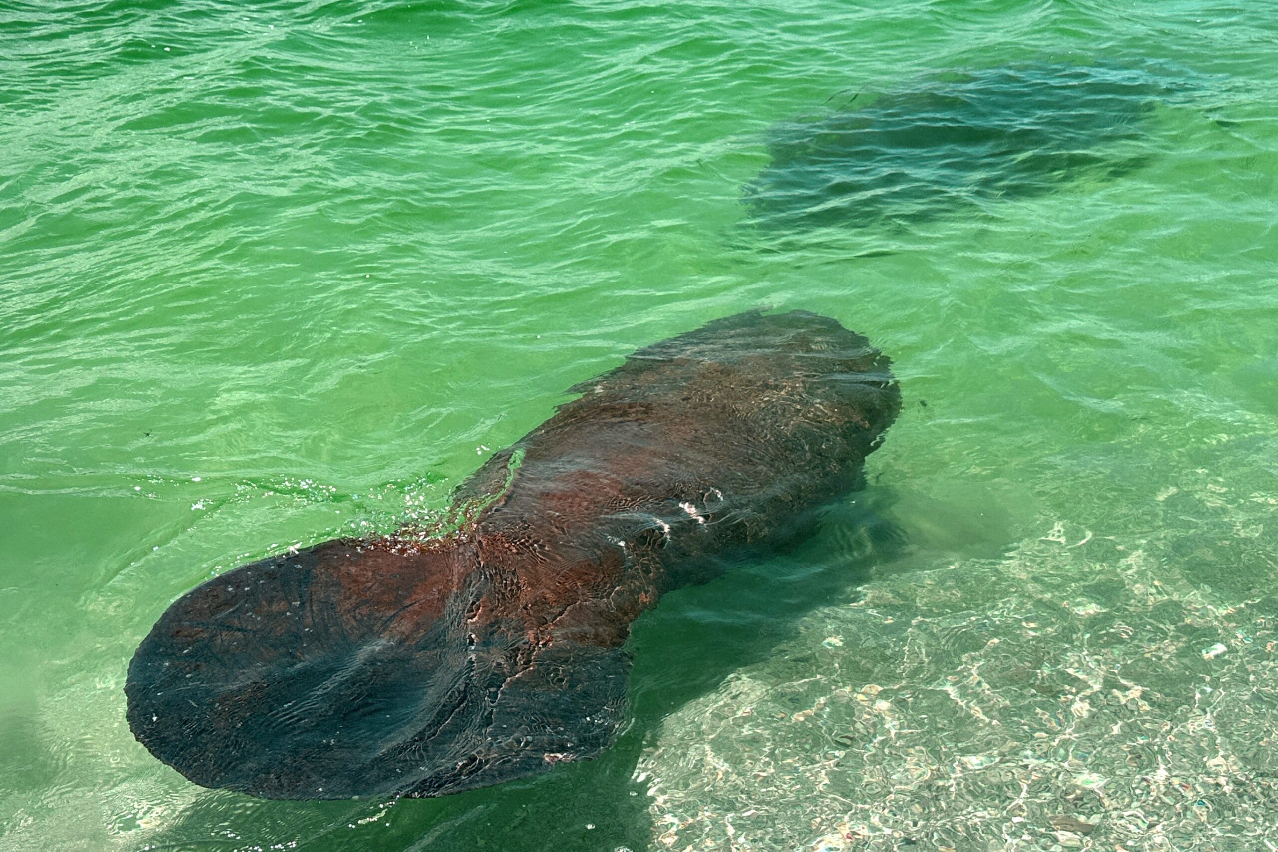 Florida manatee swimming near Stump Pass in Englewood, Florida