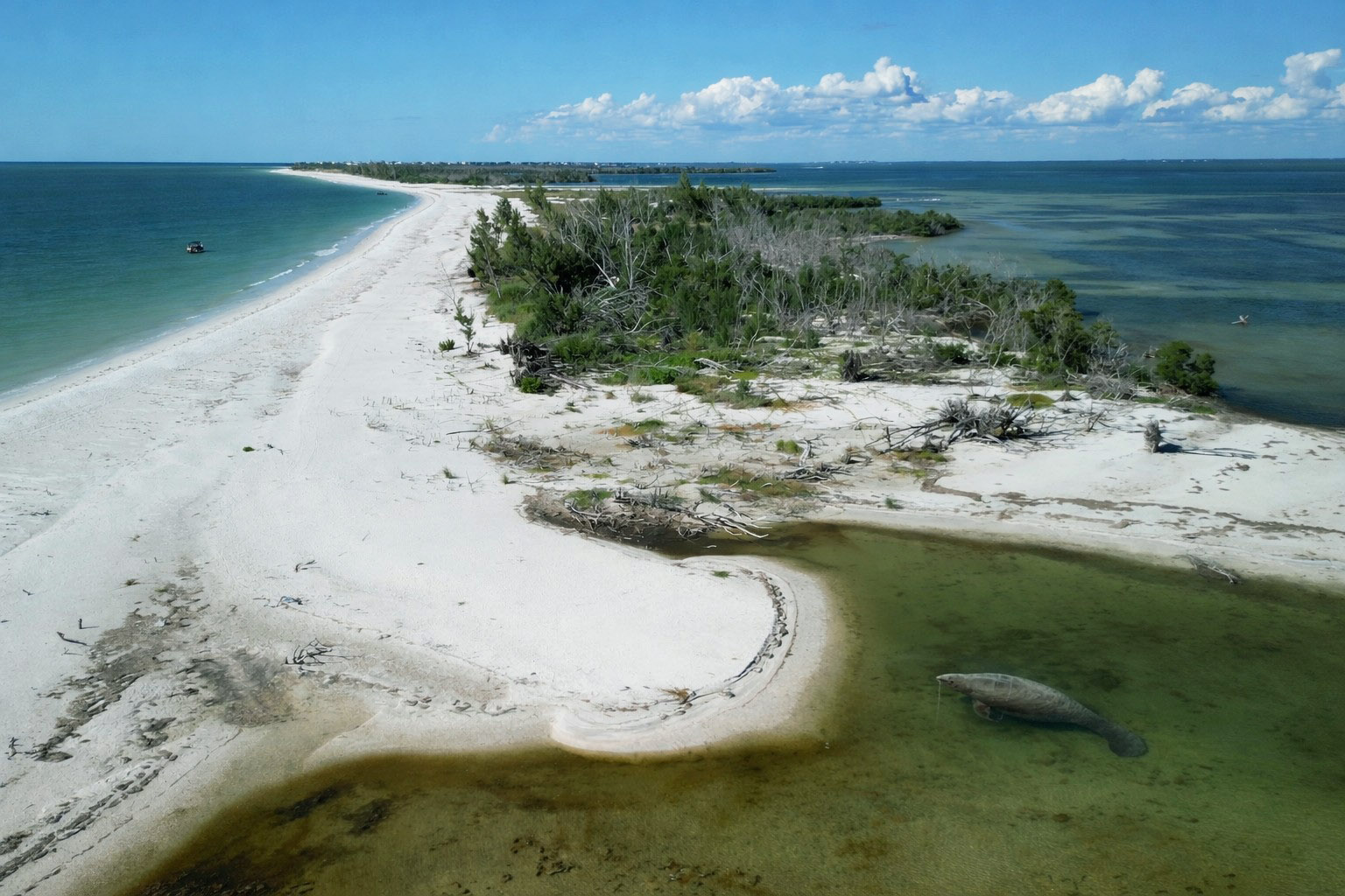 Aerial view of North Captiva Island with a manatee swimming in clear water, Southwest Florida