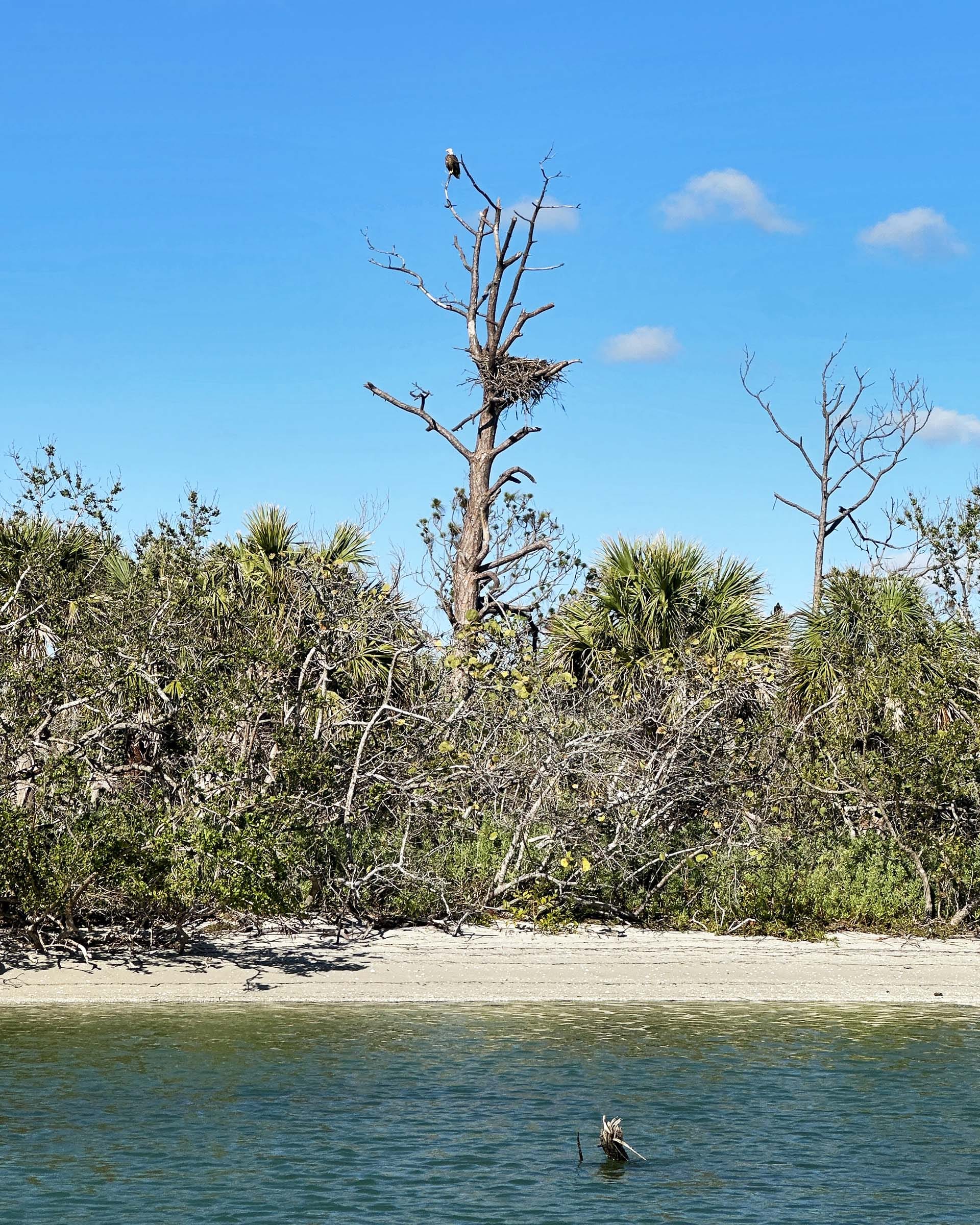 Osprey nest overlooking Ski Alley and Lemon Bay, Florida