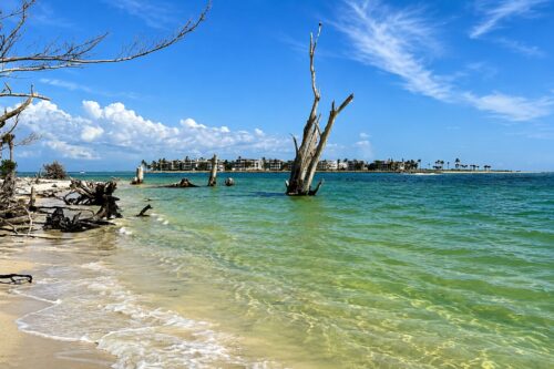 Weathered driftwood standing in the shallow waters of Redfish Pass with North Captiva Island in the background, Southwest Florida.