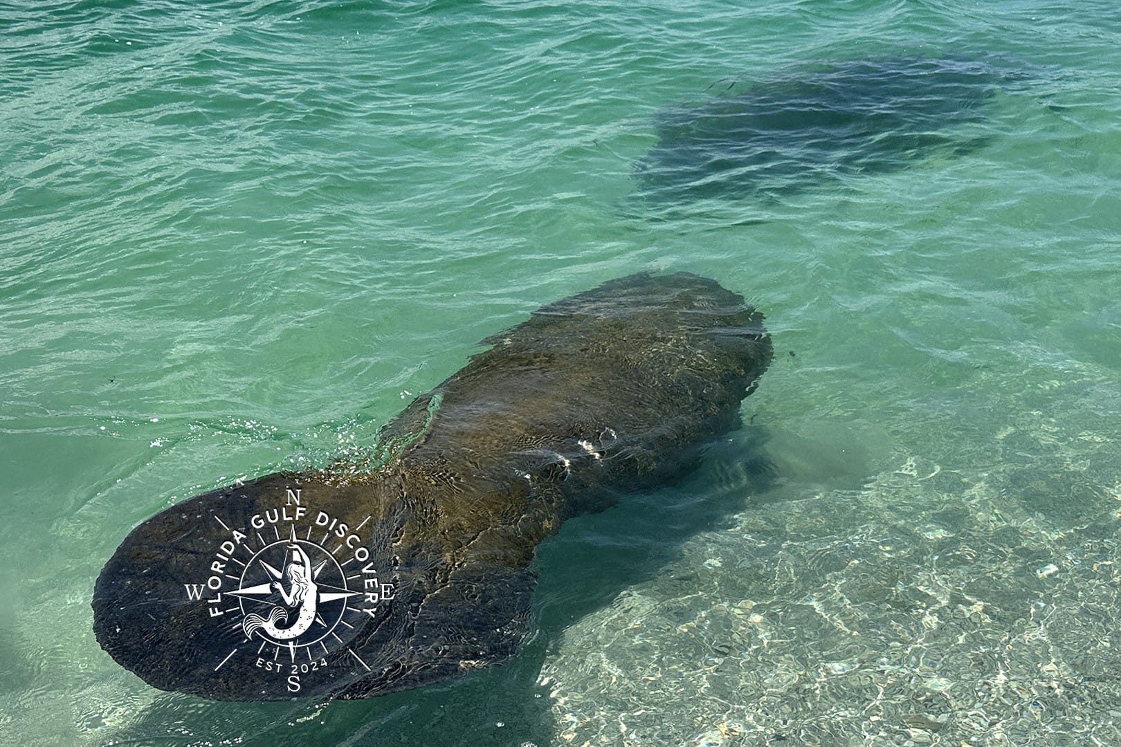 Wild Florida manatee swimming in crystal-clear water near Stump Pass Beach State Park in Southwest Florida.