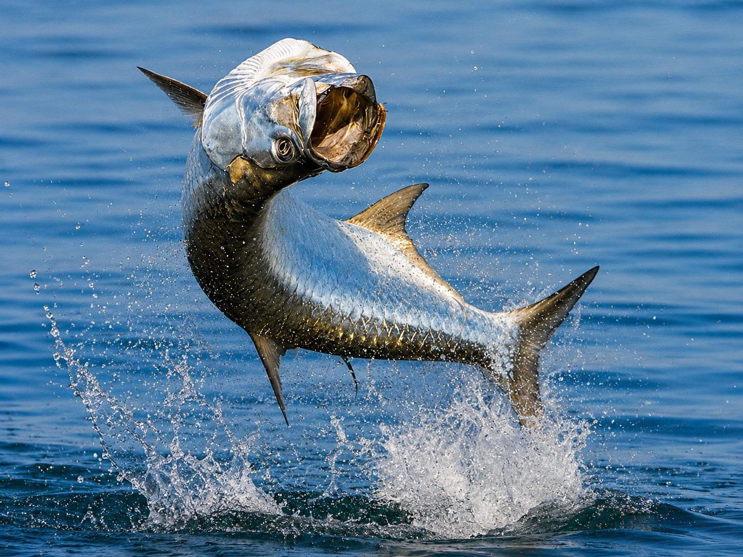 A giant tarpon leaps from the water in Boca Grande Pass near Gasparilla Sound, Southwest Florida.