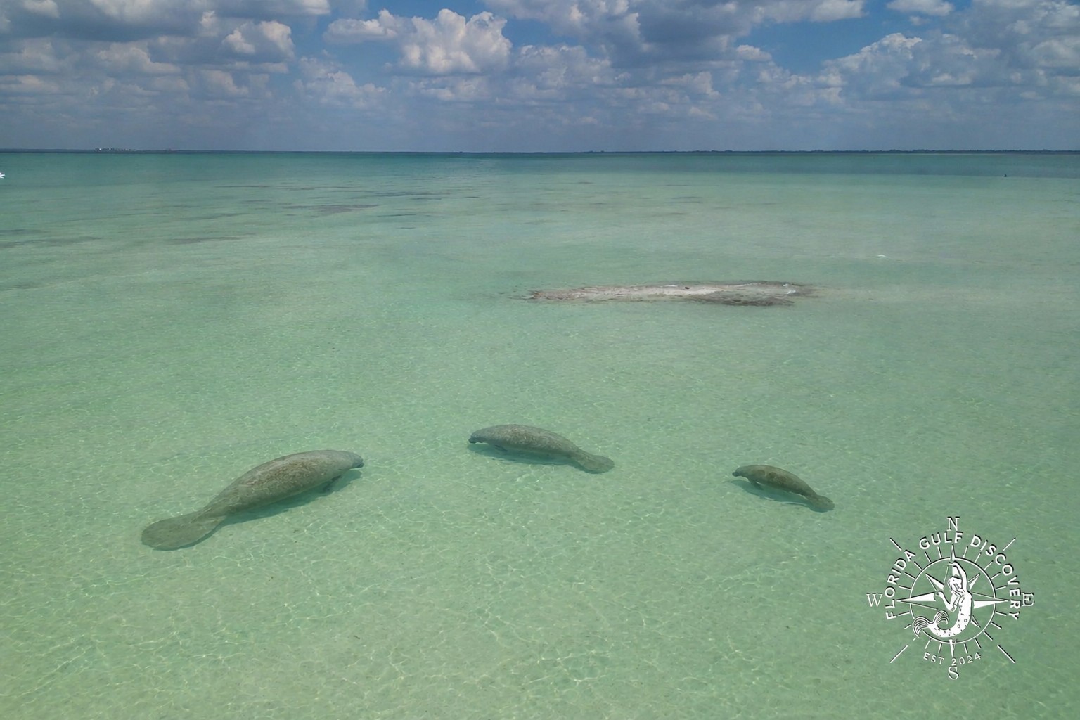 Three Florida manatees swimming over a shallow sandbar near Bokeelia in Pine Island Sound