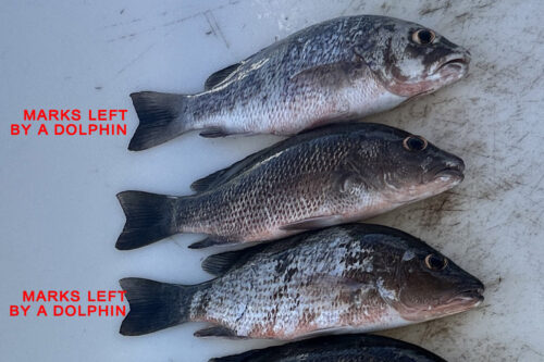 Three mangrove snappers showing distinctive marks left by a wild bottlenose dolphin during a playful interaction in Southwest Florida, with two fish displaying visible dolphin contact marks.