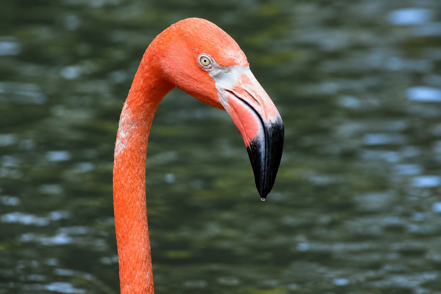 American flamingo spotted in Southwest Florida wildlife habitat during Captain Pavel's boating trips