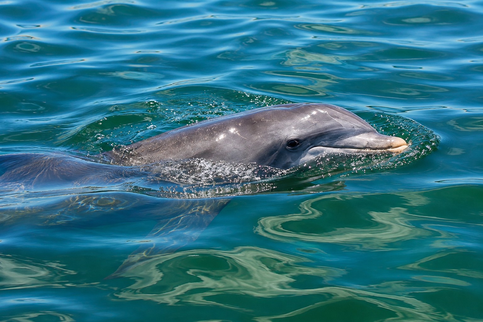 Bottlenose dolphin close-up in the coastal waters of Southwest Florida during a private dolphin tour with Captain Pavel.