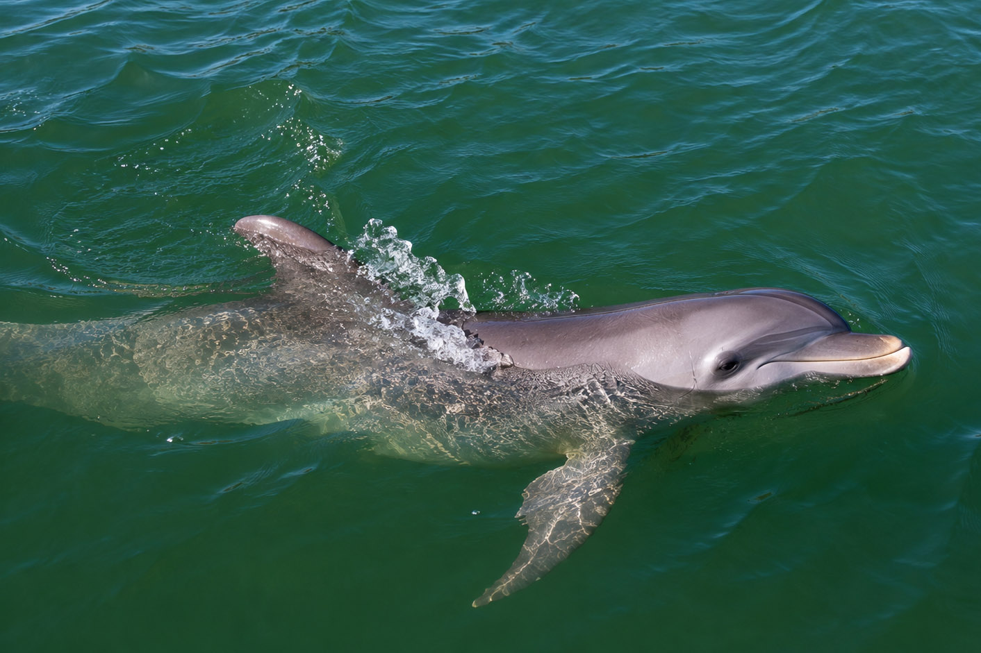 Wild bottlenose dolphin swimming through crystal-clear green water along the Southwest Florida Gulf Coast.