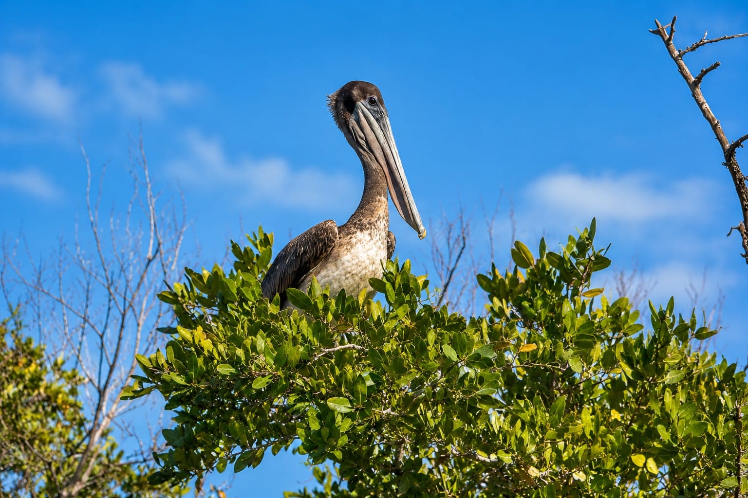 Brown Pelican perched along the shoreline of South Gasparilla Island in Southwest Florida