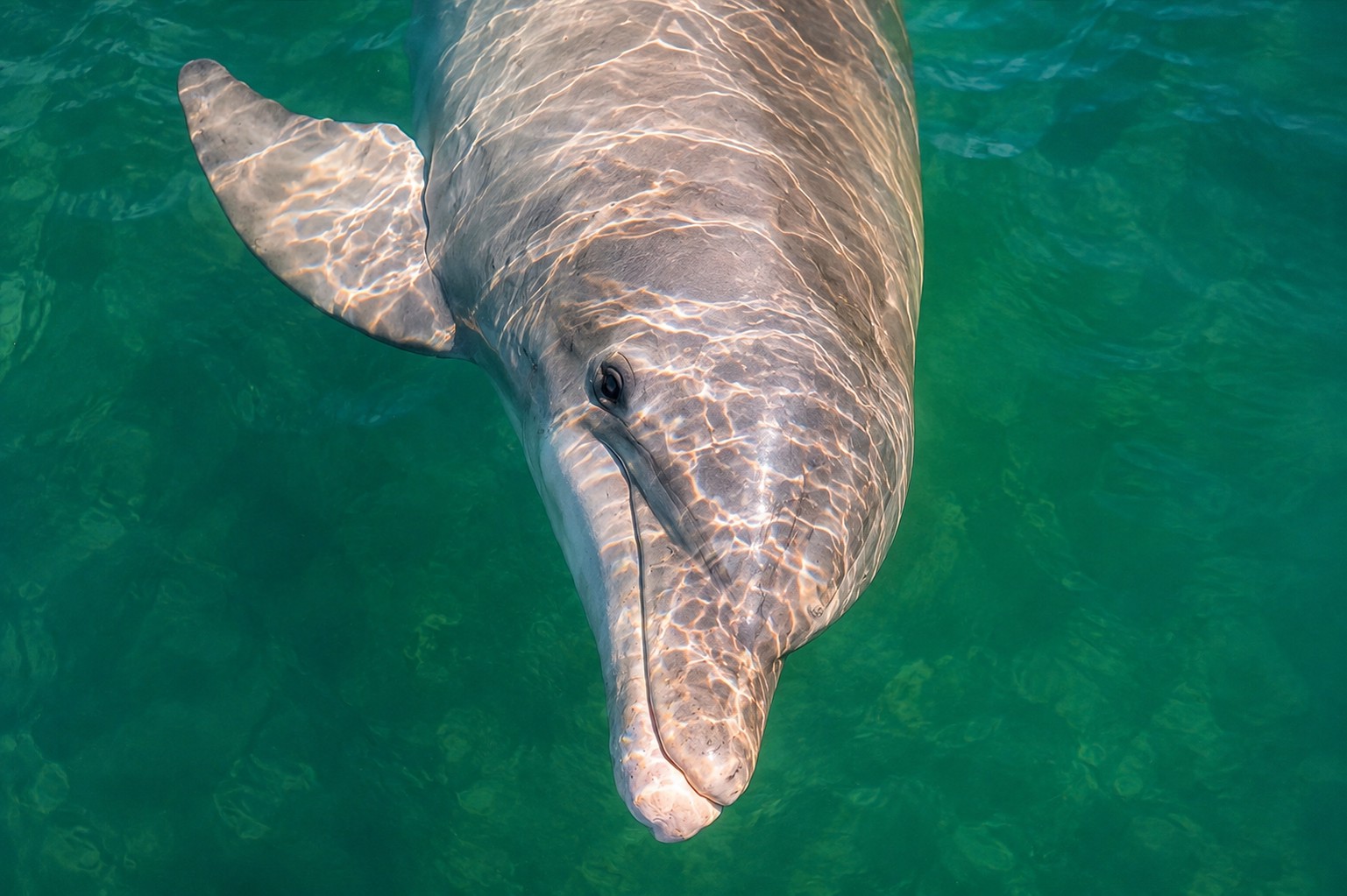 Close-up underwater portrait of a wild bottlenose dolphin in the clear waters of Southwest Florida