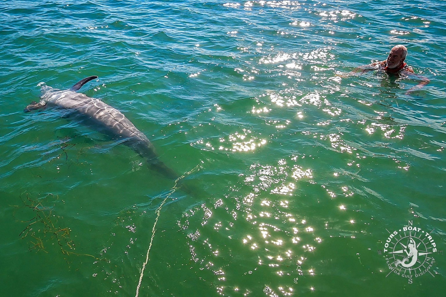 Wild bottlenose dolphin swimming near guests at Boca Grande Sandbar in Gasparilla Sound, Southwest Florida