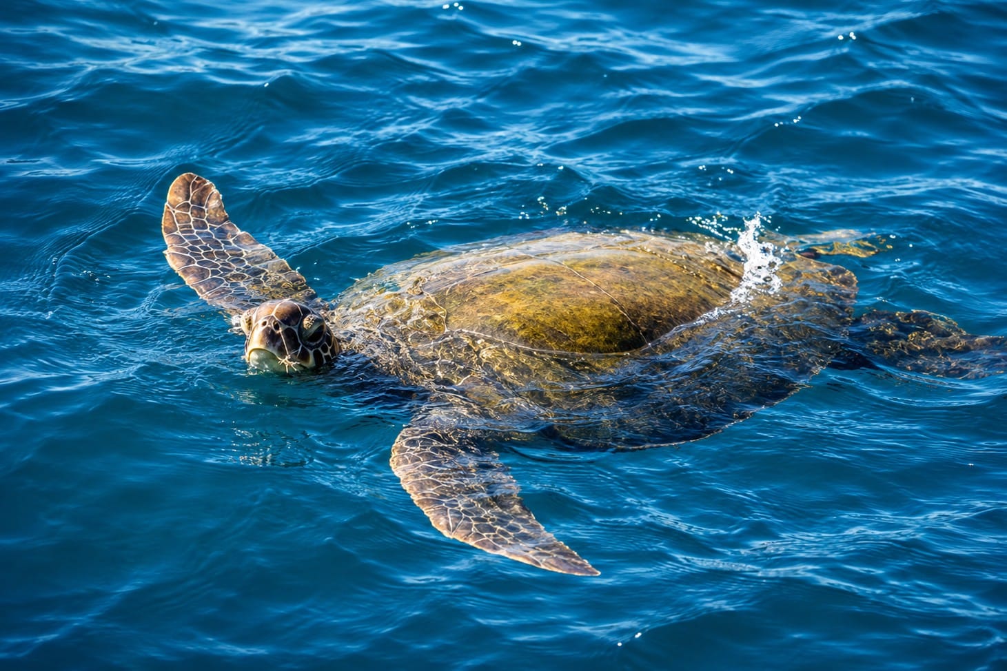 Loggerhead sea turtle swimming in the clear waters of Boca Grande Pass, Southwest Florida
