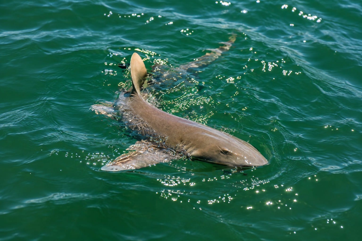 Nurse shark resting on the bottom in Boca Grande Pass, Southwest Florida