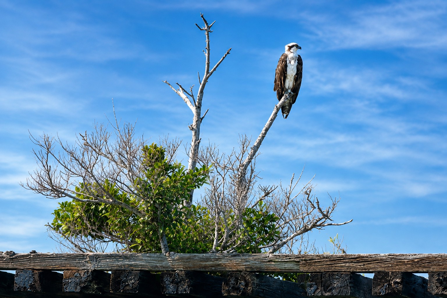 Osprey at the historic Boca Grande Trestle near Placida and Gasparilla Sound in Southwest Florida
