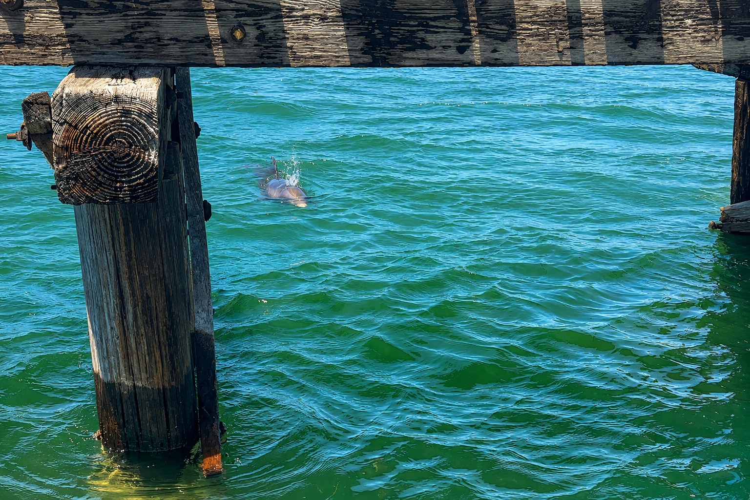 Wild bottlenose dolphin swimming beneath the historic Placida Trestle railroad bridge in Placida, Southwest Florida.